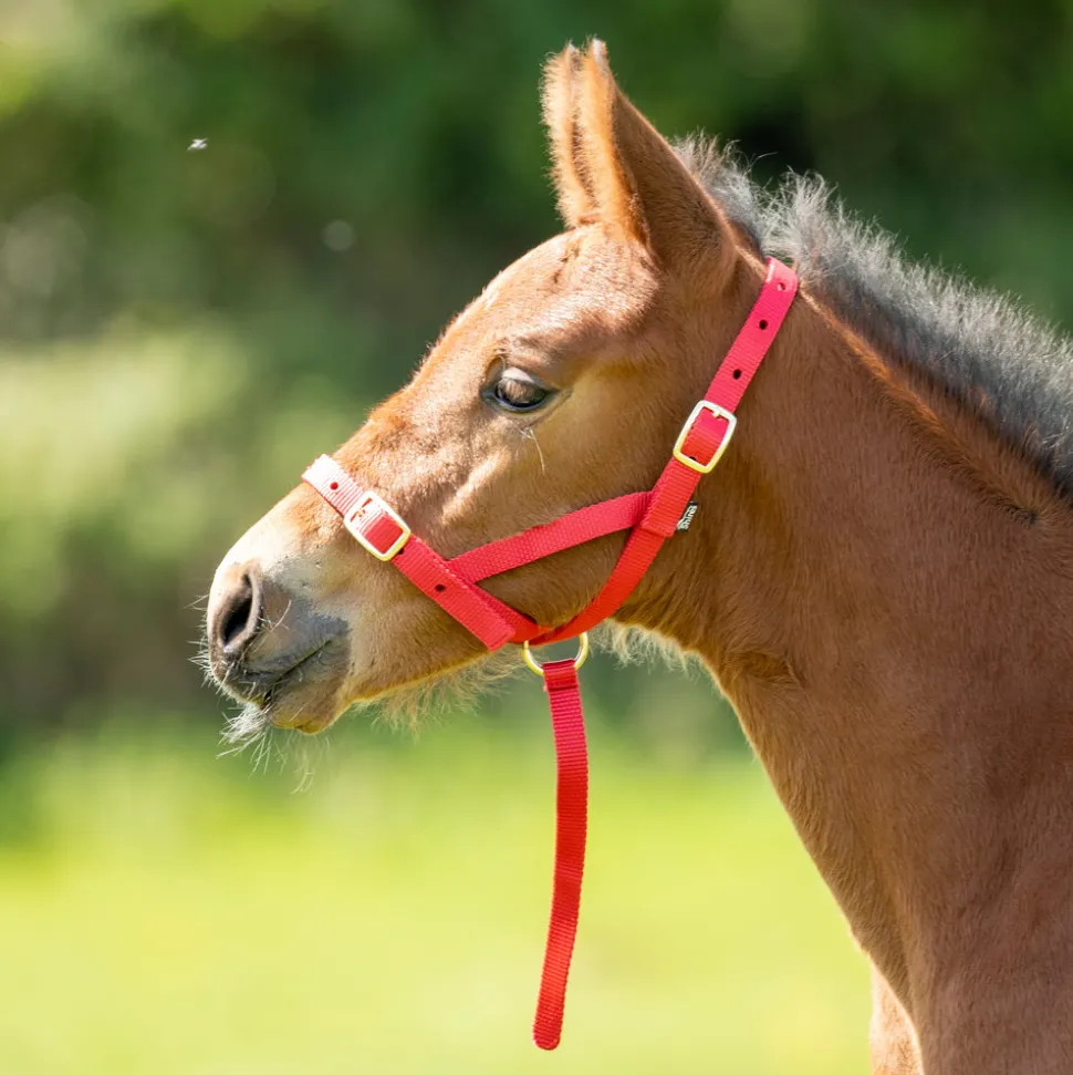 ARMA Foal Slip