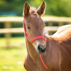 ARMA Foal Slip