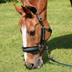 ARMA Logo Headcollar & Lead Rope