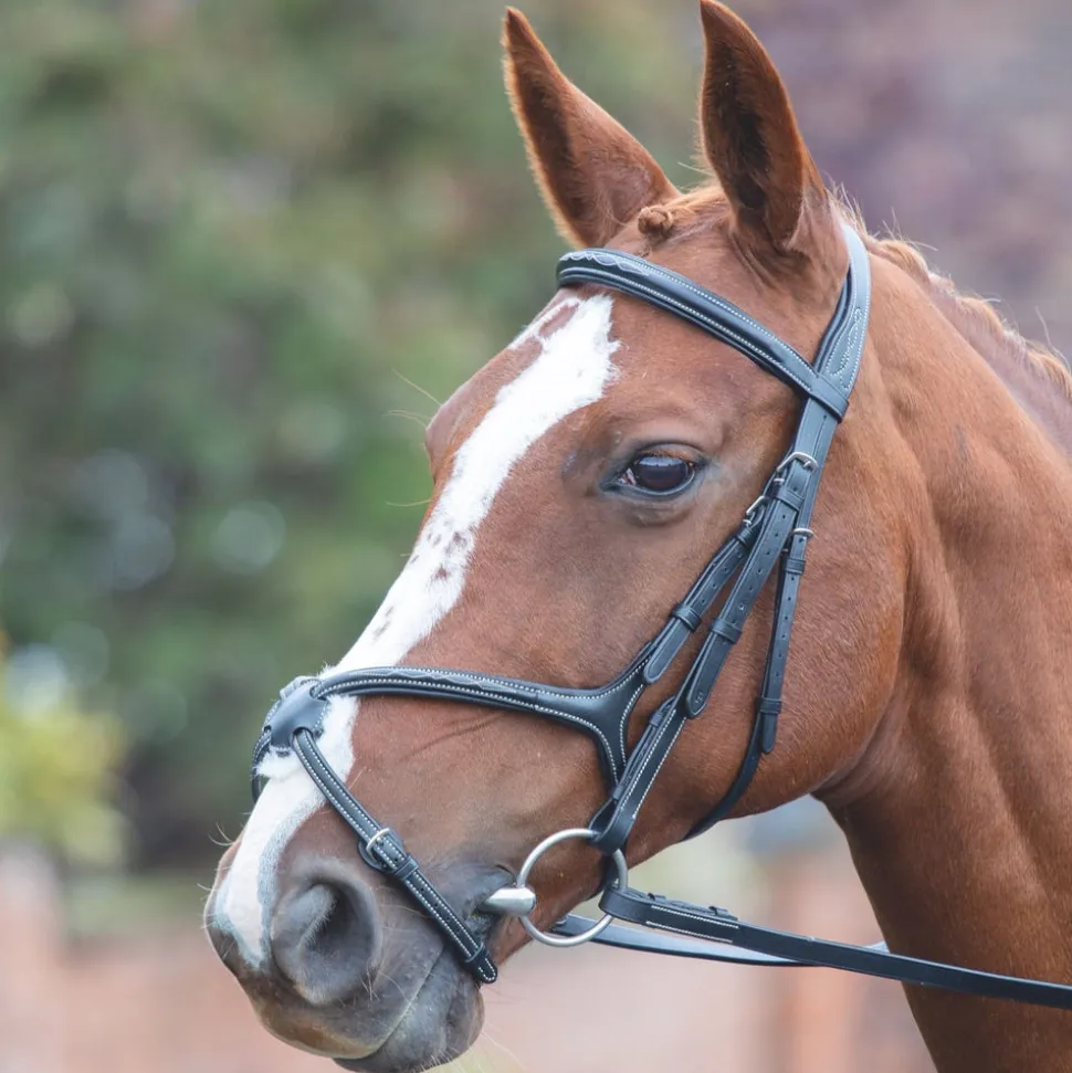 Avignon Grackle Bridle