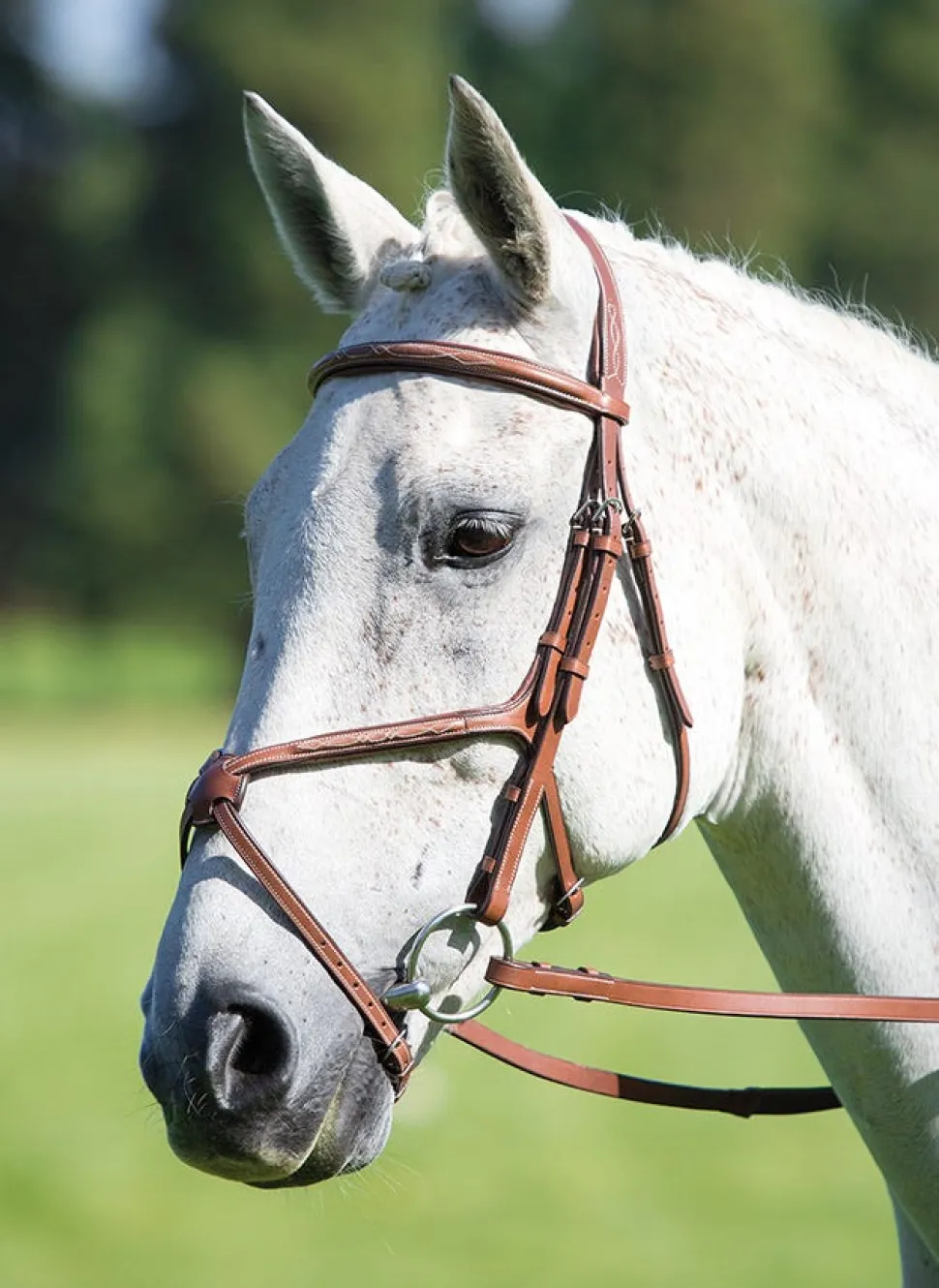 Avignon Grackle Bridle