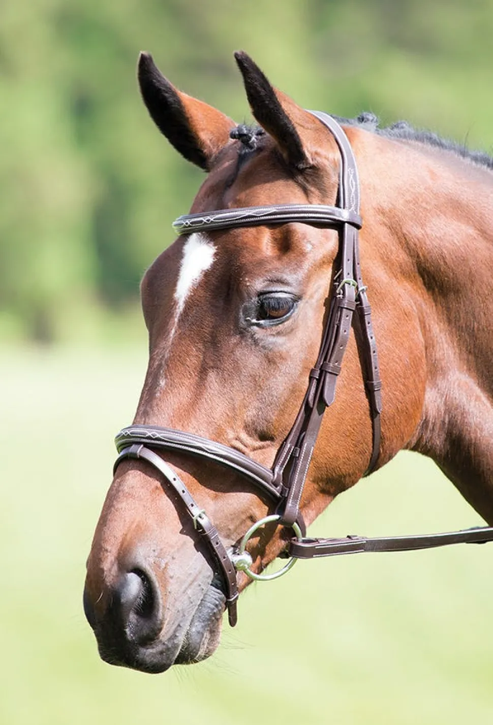 Avignon Padded Raised Flash Bridle