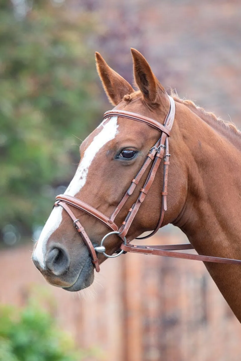 Avignon Padded Raised Flash Bridle