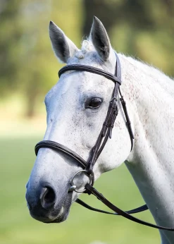 Avignon Raised Cavesson Bridle
