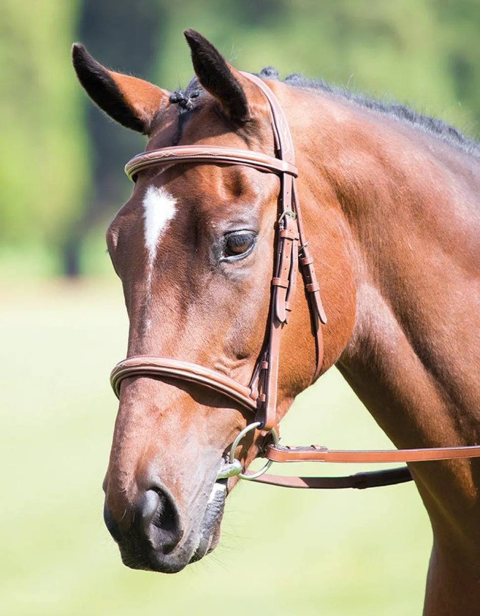 Avignon Raised Cavesson Bridle