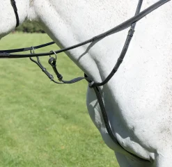 Avignon Running Martingale