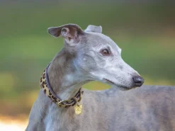 Digby & Fox Cow Hair Greyhound Collar