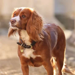 Digby & Fox Fine Rope Collar
