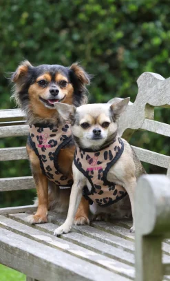 Digby & Fox Leopard Print Harness