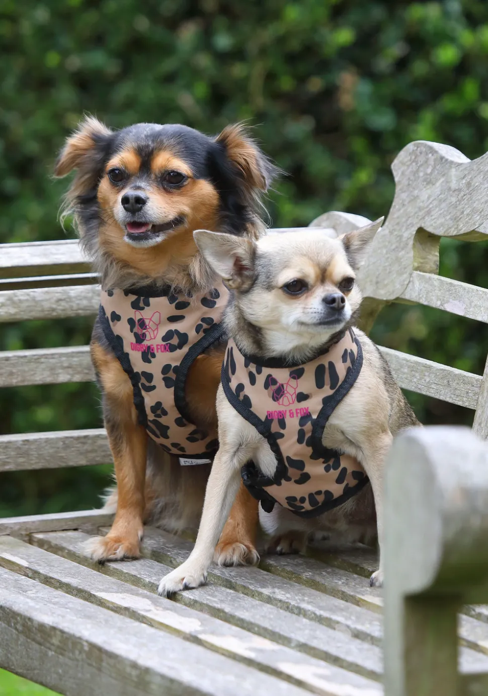 Digby & Fox Leopard Print Harness