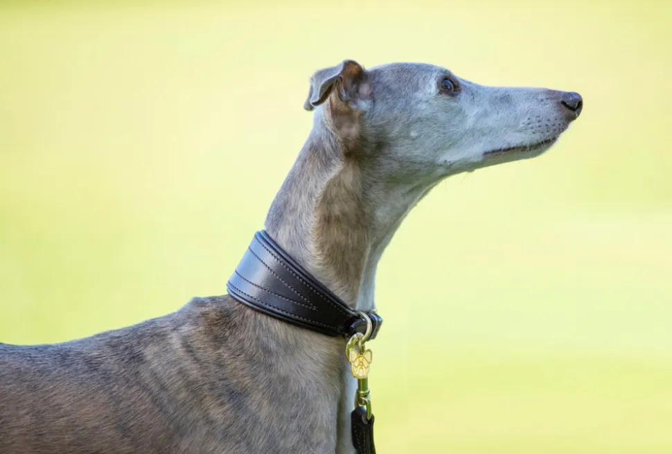 Digby & Fox Padded Greyhound Collar