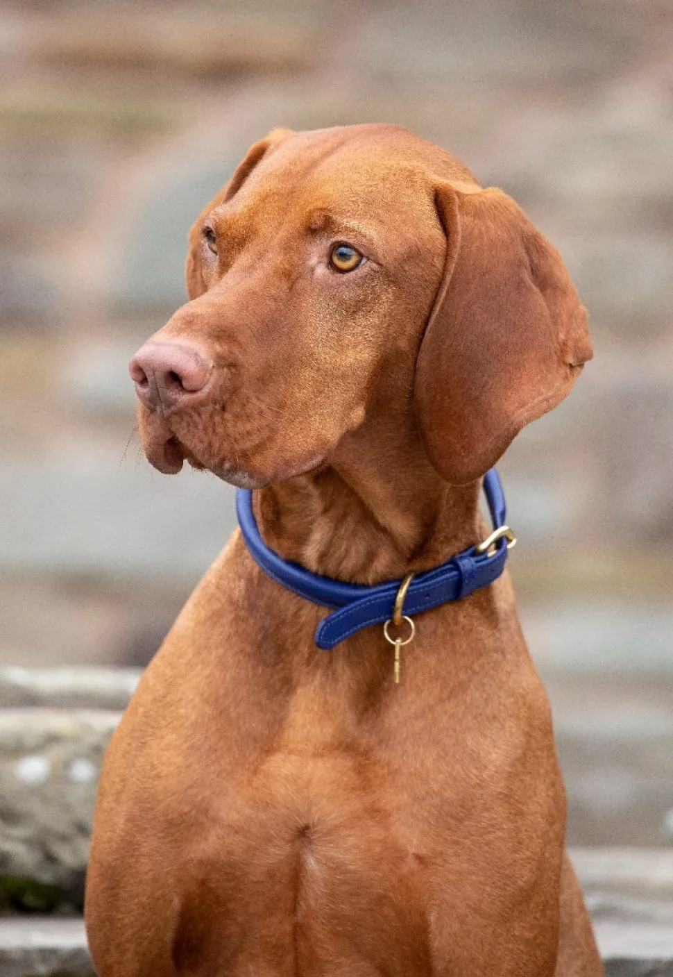Digby & Fox Rolled Leather Dog Collar