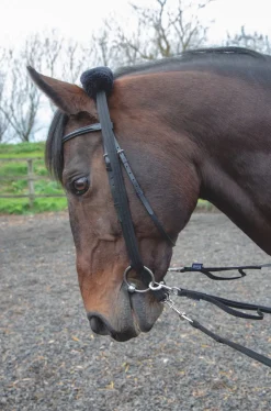 Lunging Adapter