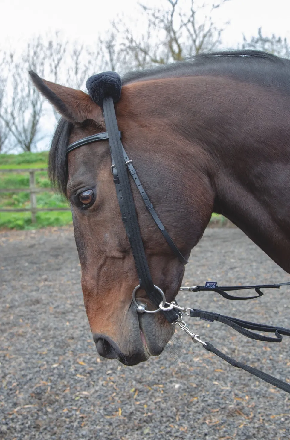 Lunging Adapter