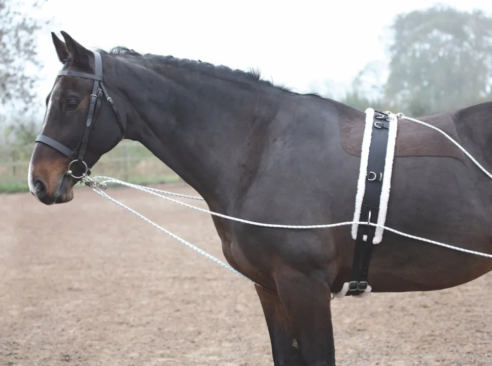 Lunging Aid