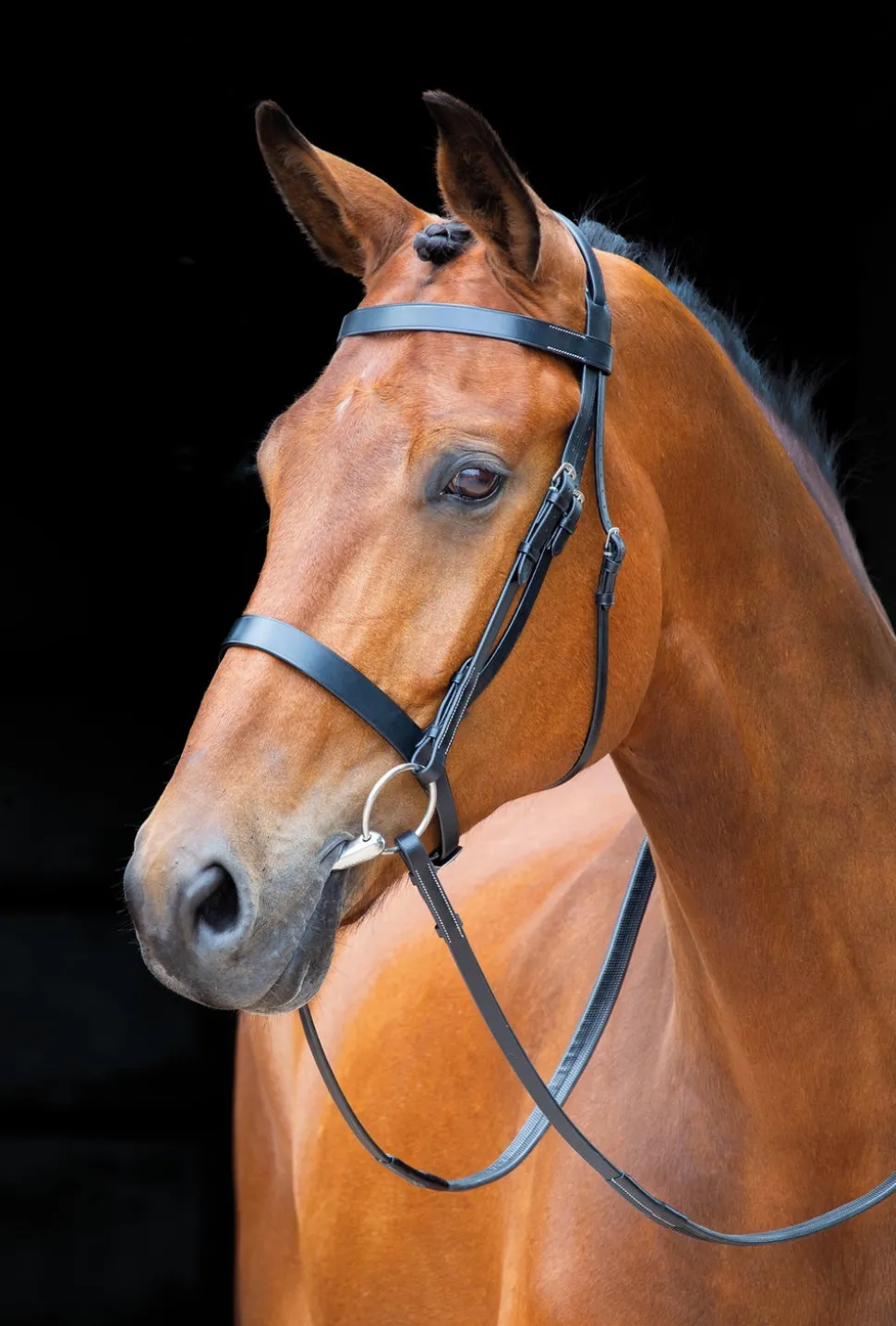 Salisbury Berrington Bridle