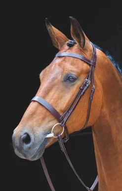 Salisbury Berrington Bridle