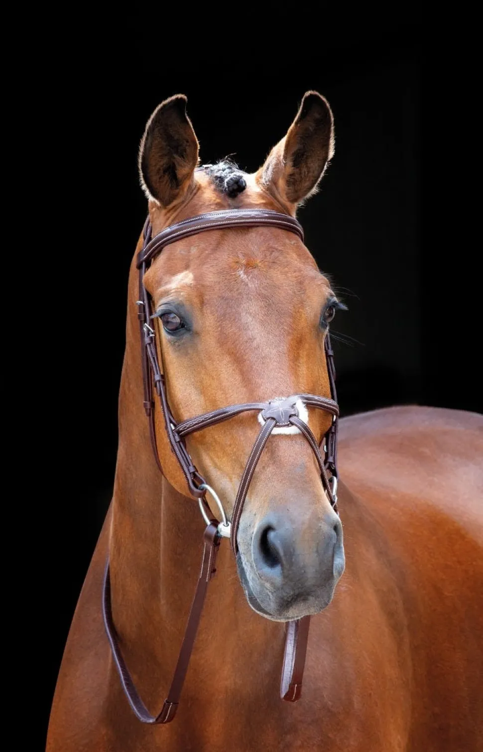 Salisbury Brackley Bridle