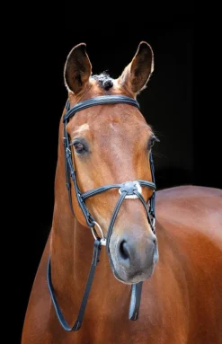 Salisbury Brackley Bridle