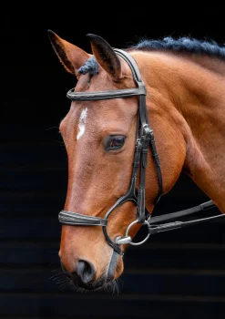 Salisbury Brampton Bridle