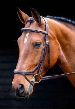 Salisbury Buckingham Bridle