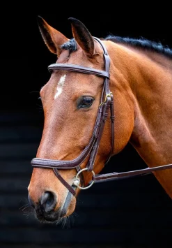 Salisbury Buckingham Bridle