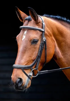 Salisbury Buckingham Bridle
