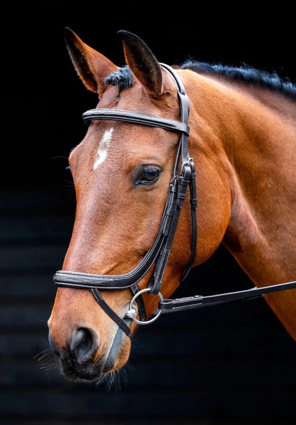 Salisbury Buckingham Bridle