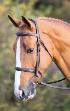 Salisbury Fairford Bridle