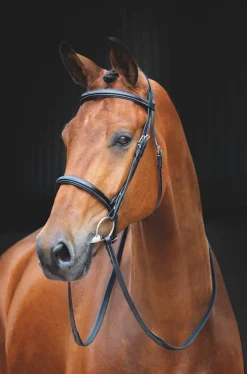 Salisbury Fairford Bridle
