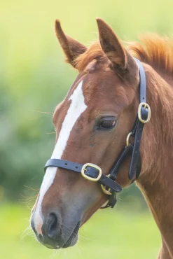 Velociti GARA Adjustable Leather Headcollar