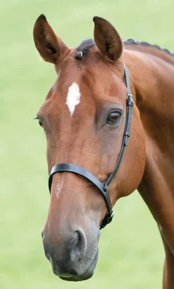 Velociti GARA Cavesson Noseband