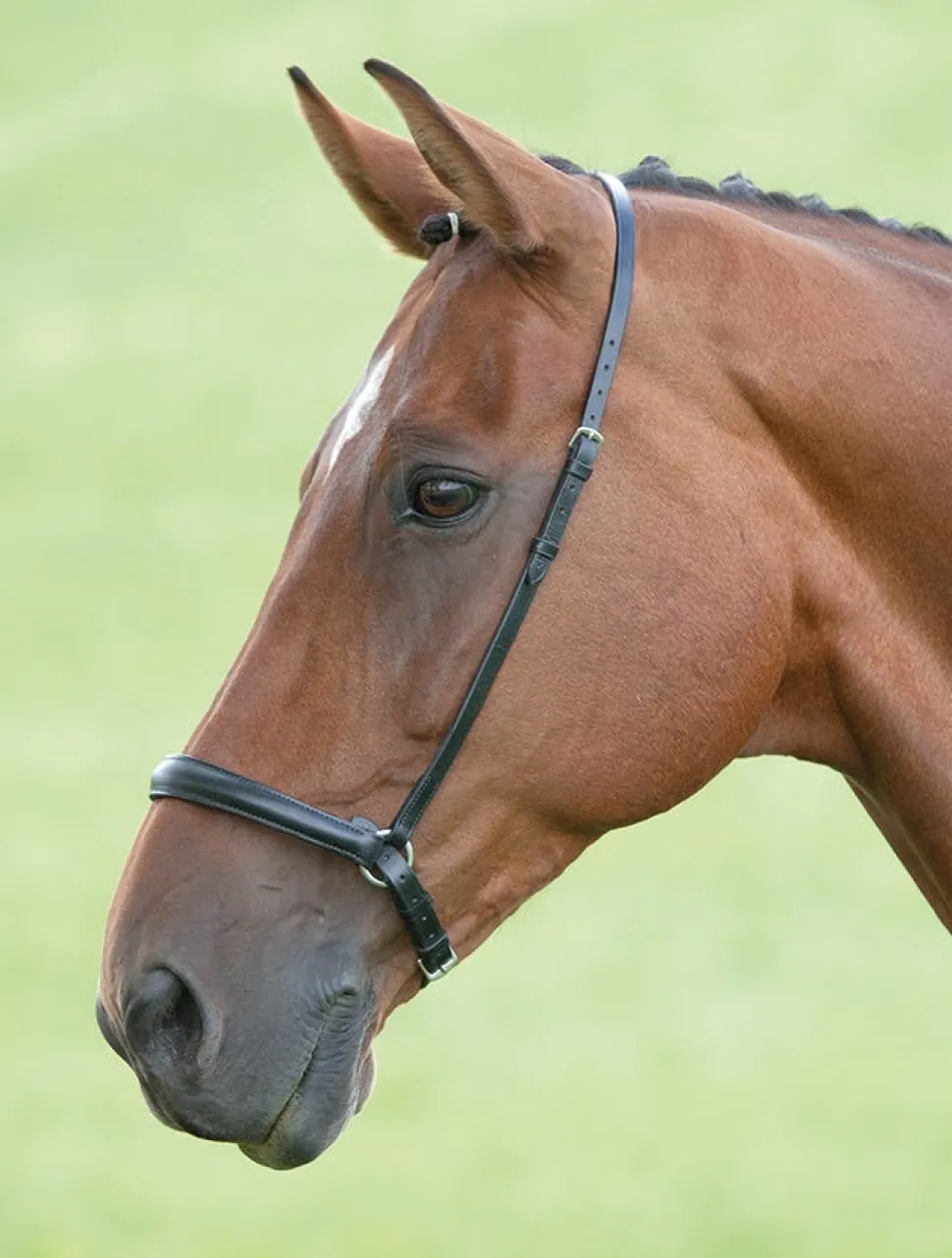 Velociti GARA Drop Noseband