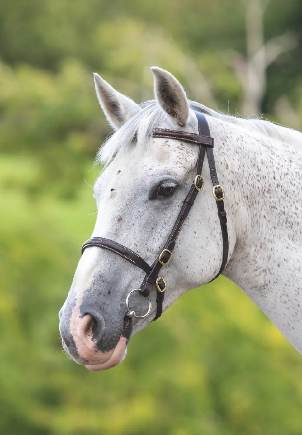 Velociti GARA Fancy Stitched Inhand Bridle