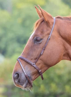 Velociti GARA Flash Noseband