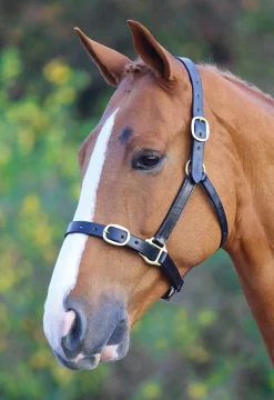 Velociti GARA Fully Adjustable Leather Headcollar