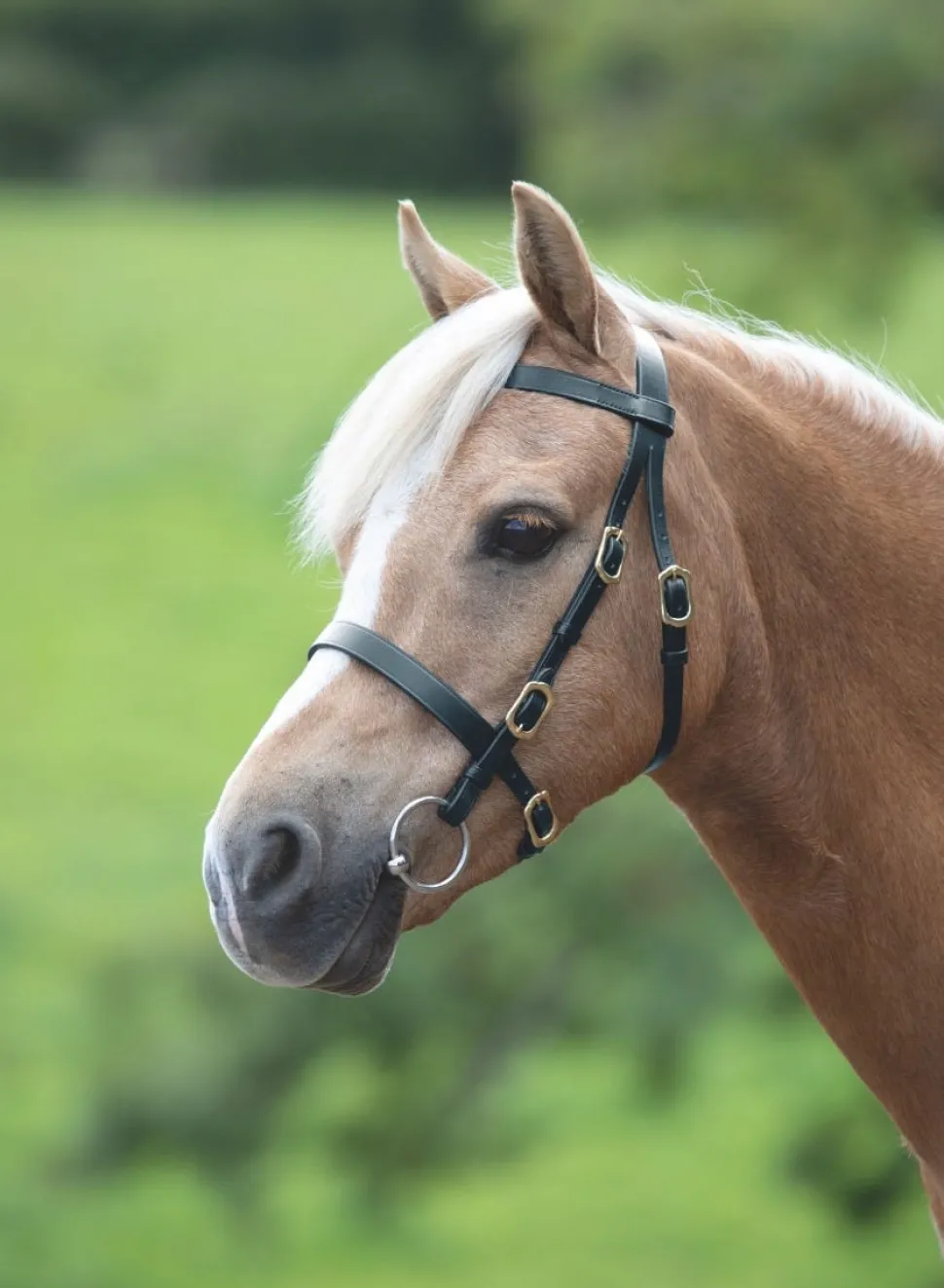 Velociti GARA Plain Inhand Bridle