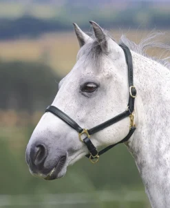 Velociti GARA Ragley Lined Leather Headcollar
