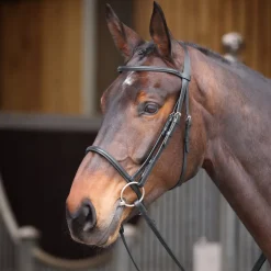 Velociti GARA Raised Cavesson Bridle