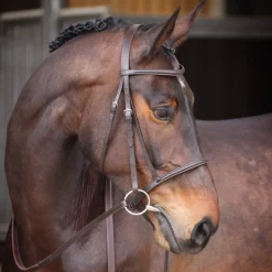 Velociti GARA Raised Cavesson Bridle