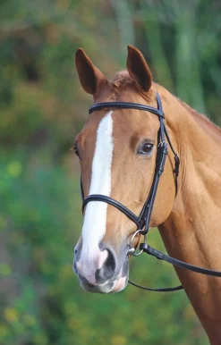 Velociti GARA Raised Cavesson Bridle