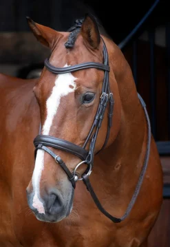 Velociti RAPIDA Dressage Bridle with Flash