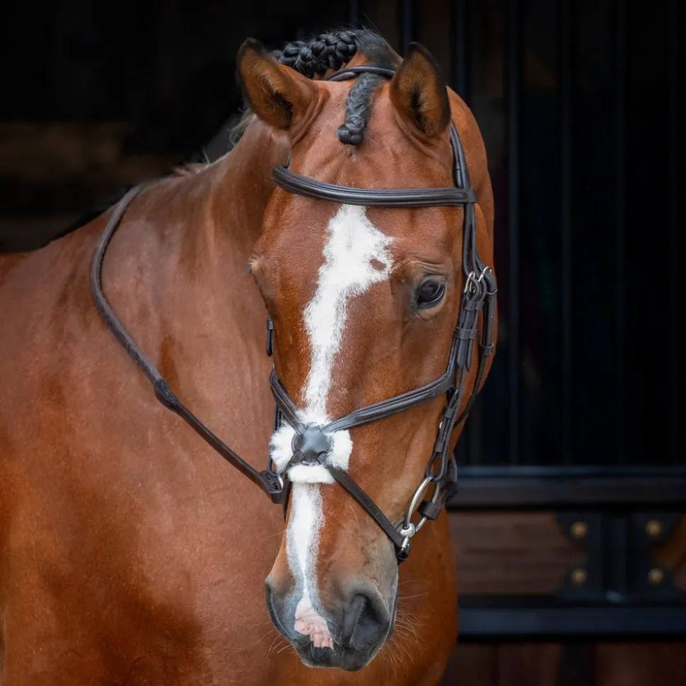 Velociti RAPIDA Grackle Bridle