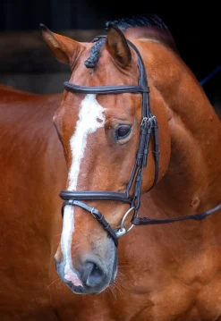 Velociti RAPIDA Padded Raised Flash Bridle